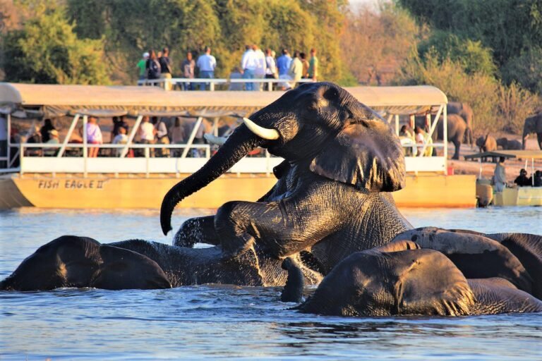 Elephants bathing in the Chobe River beside a boat of visitors