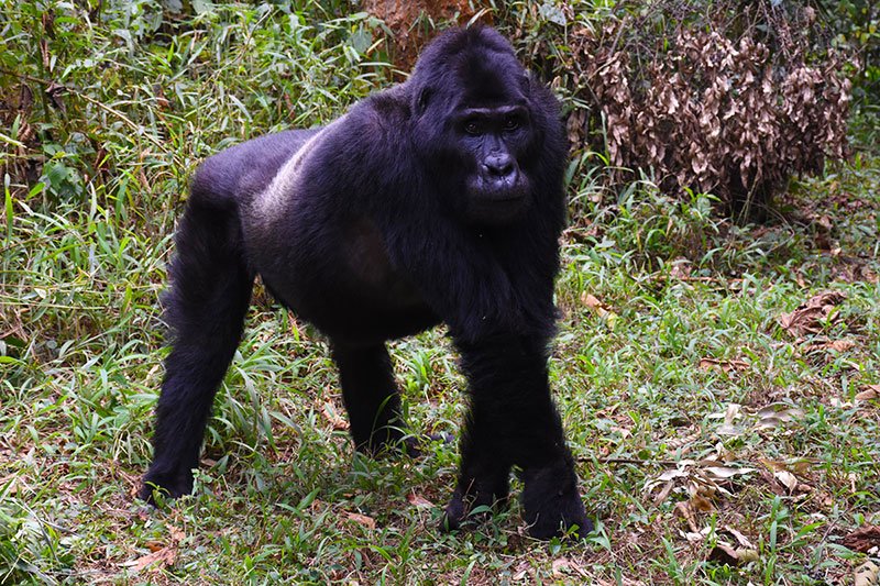 A mountain gorilla walking through forest vegetation
