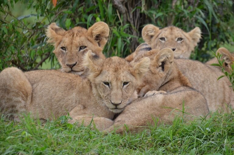 Lion cubs huddled together in the grass