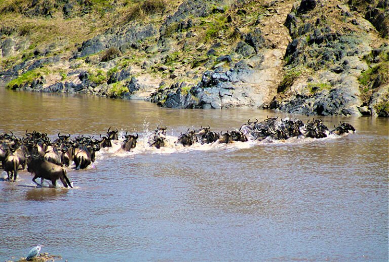 Wildebeest crossing a river during the migration