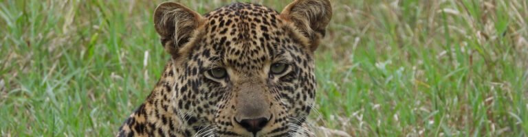 Close view of a leopard lying in the grass