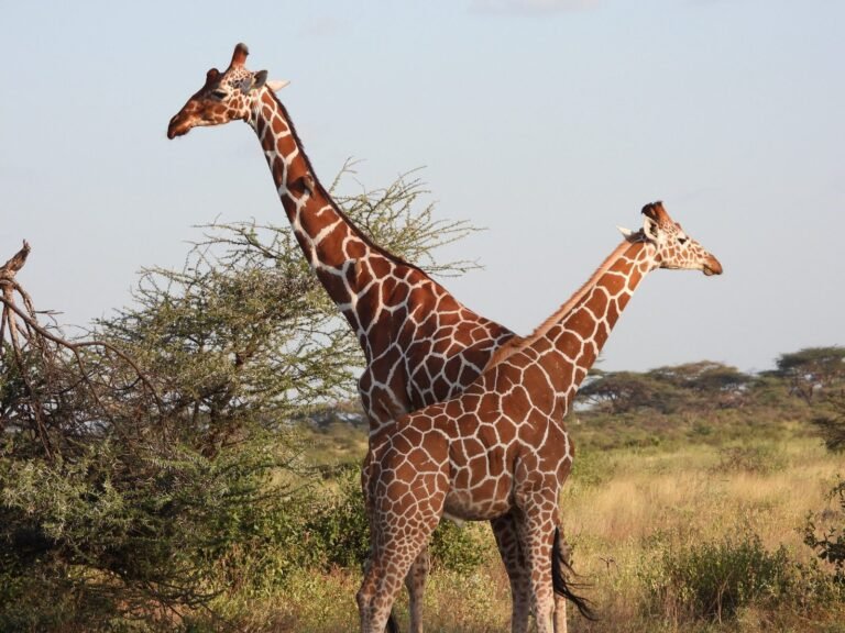 Two giraffes standing side by side among acacia bushes