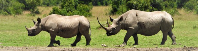 Two rhinos grazing on open grass
