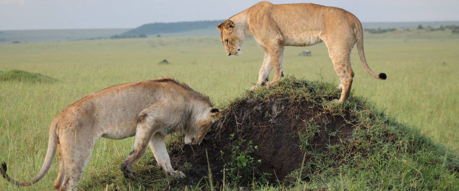 Two lionesses on a mound in open grassland