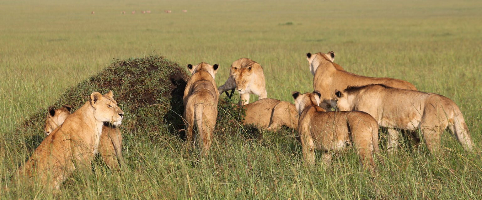 A pride of lionesses and cubs gathered by a mound