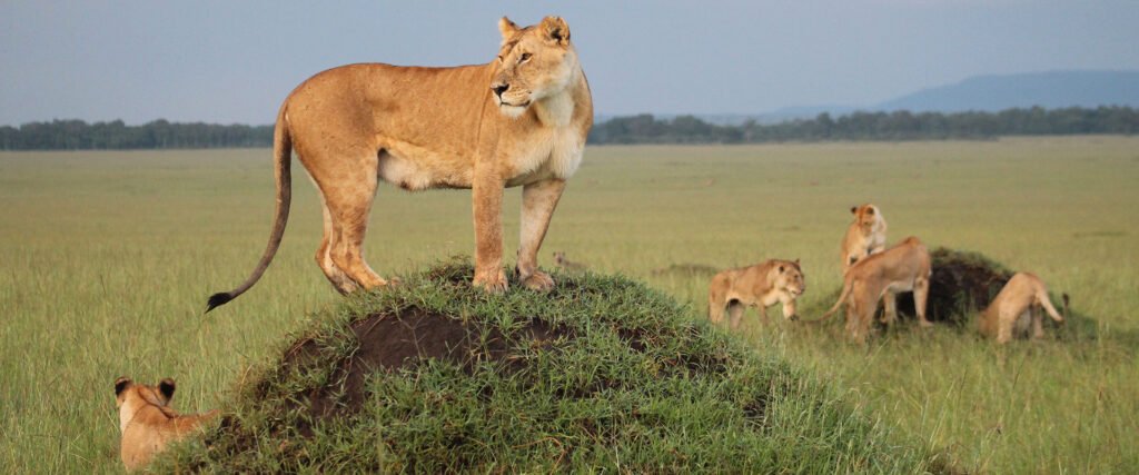 A lioness on a mound with her cubs on the open plain