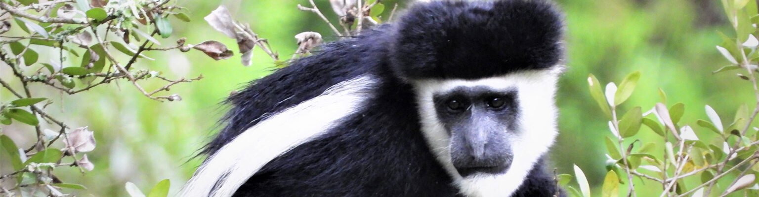 A black and white colobus monkey in a tree