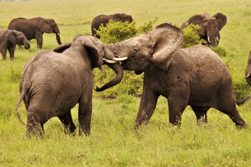 Two elephants sparring in tall grass with the herd behind them
