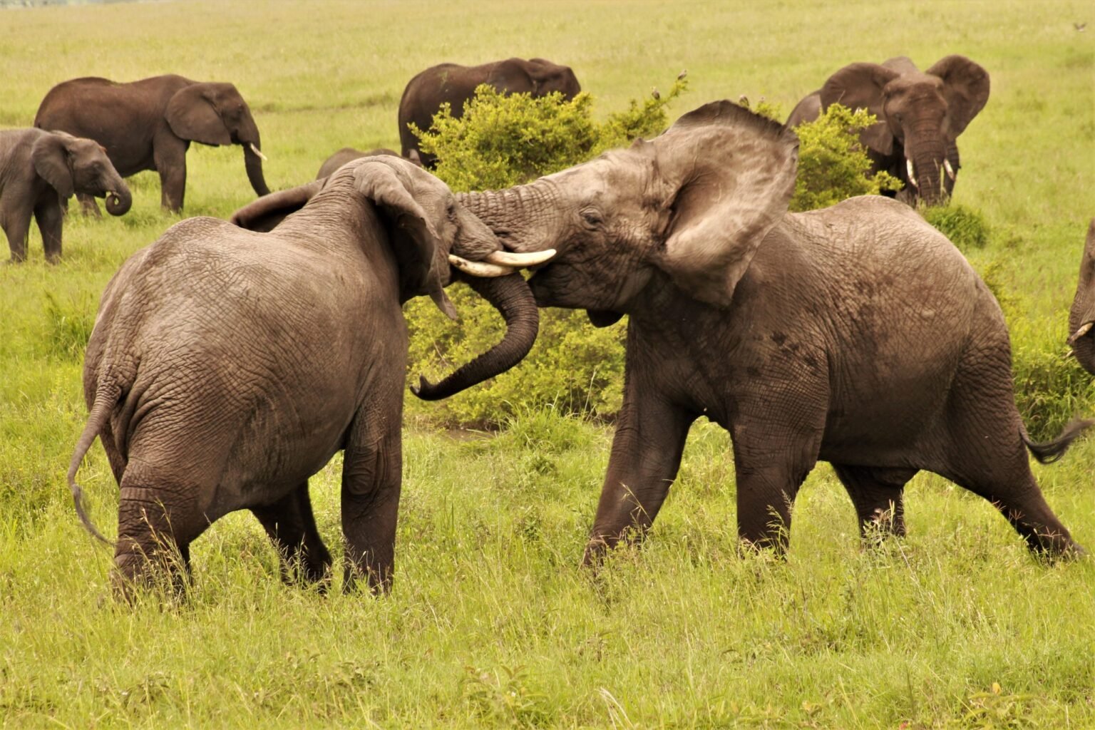 Two elephants sparring in tall grass with the herd behind them