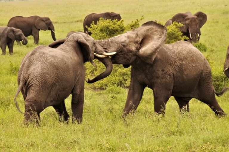 Two elephants sparring in tall grass with the herd behind them