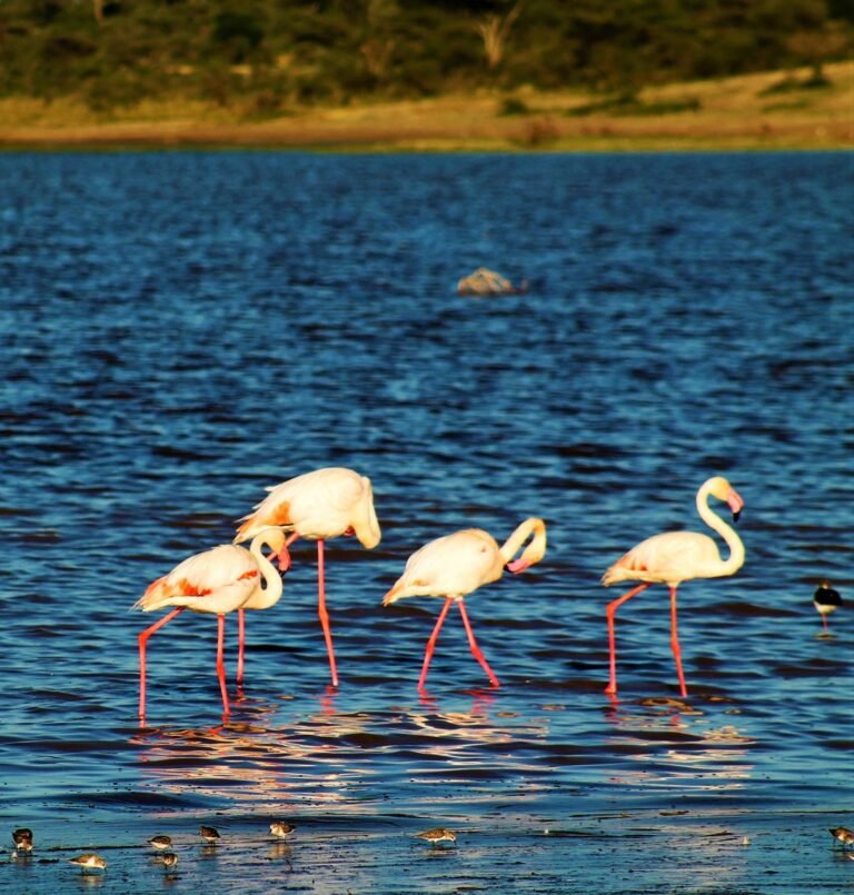 Flamingos wading in a lake