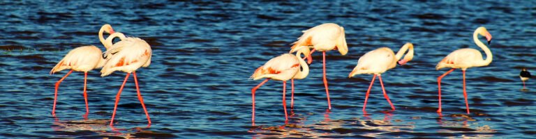 Flamingos wading in blue water