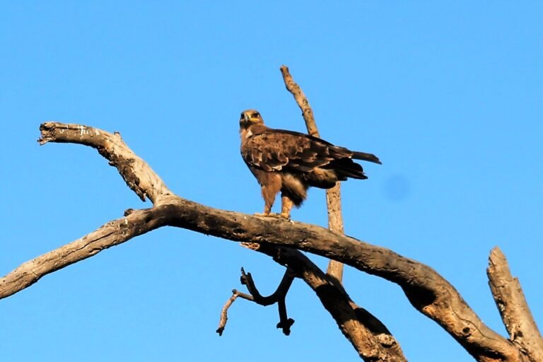 A bird of prey perched on a bare branch against a blue sky
