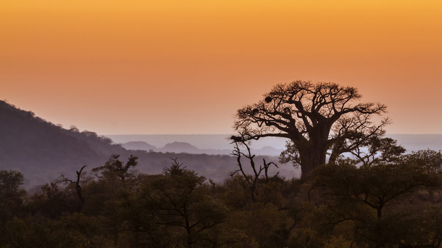 A baobab tree against an orange sky in Kruger National Park
