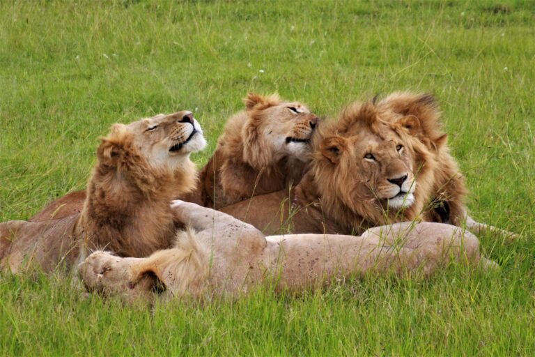 Three male lions resting together on the grass