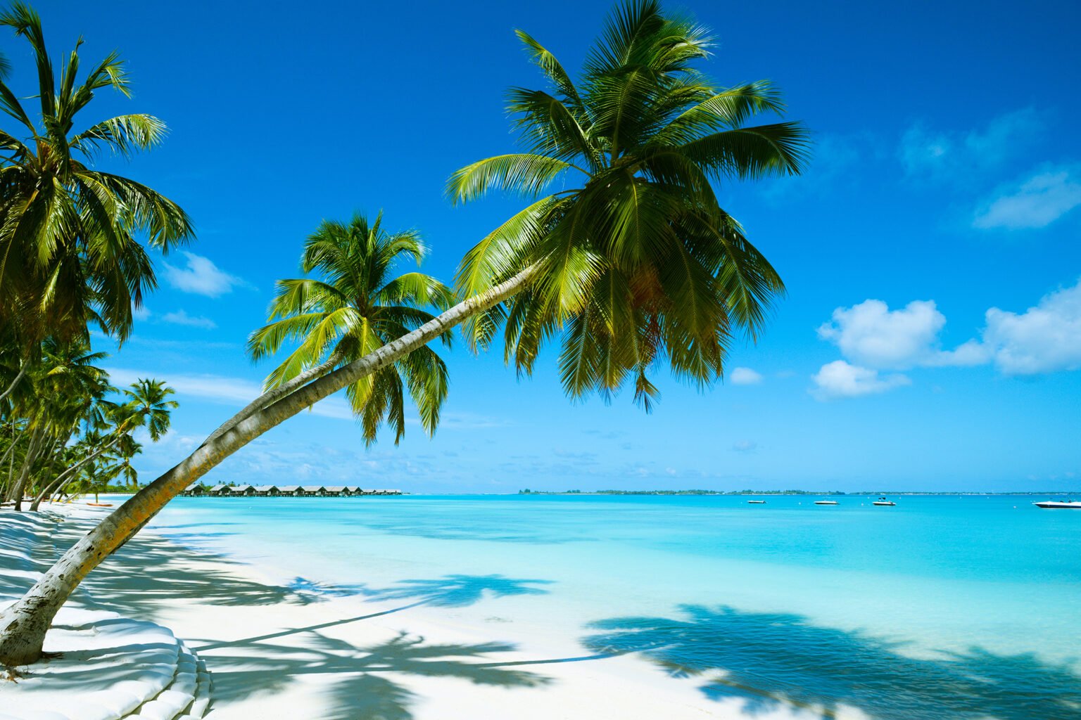 A palm leaning over white sand and clear blue water in Mauritius