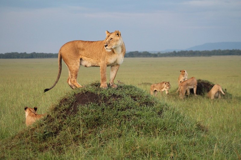 A lioness standing on a mound with her cubs in open grassland
