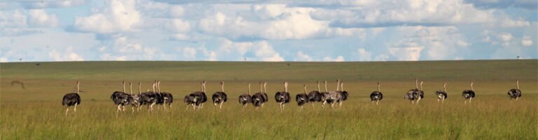 Ostriches on an open grass plain