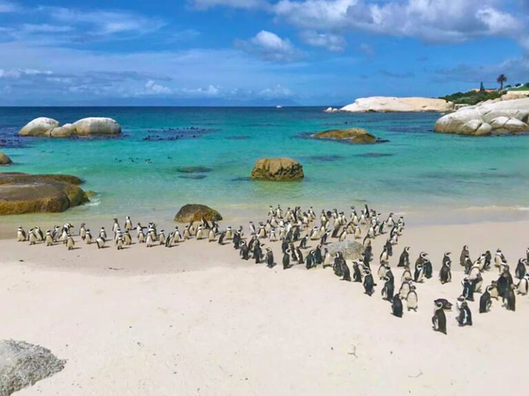 African penguins on a beach in South Africa