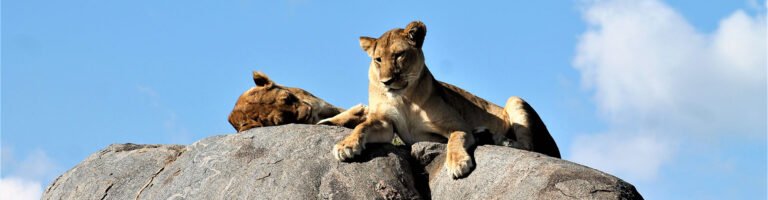 A lioness and her cubs resting on a rock under a blue sky